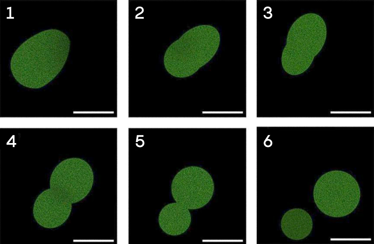 Fluorescence microscopy showing SpudCell elongating, constricting, and splitting into two daughter cells. Credit: Kate Adamala / Adamala Lab