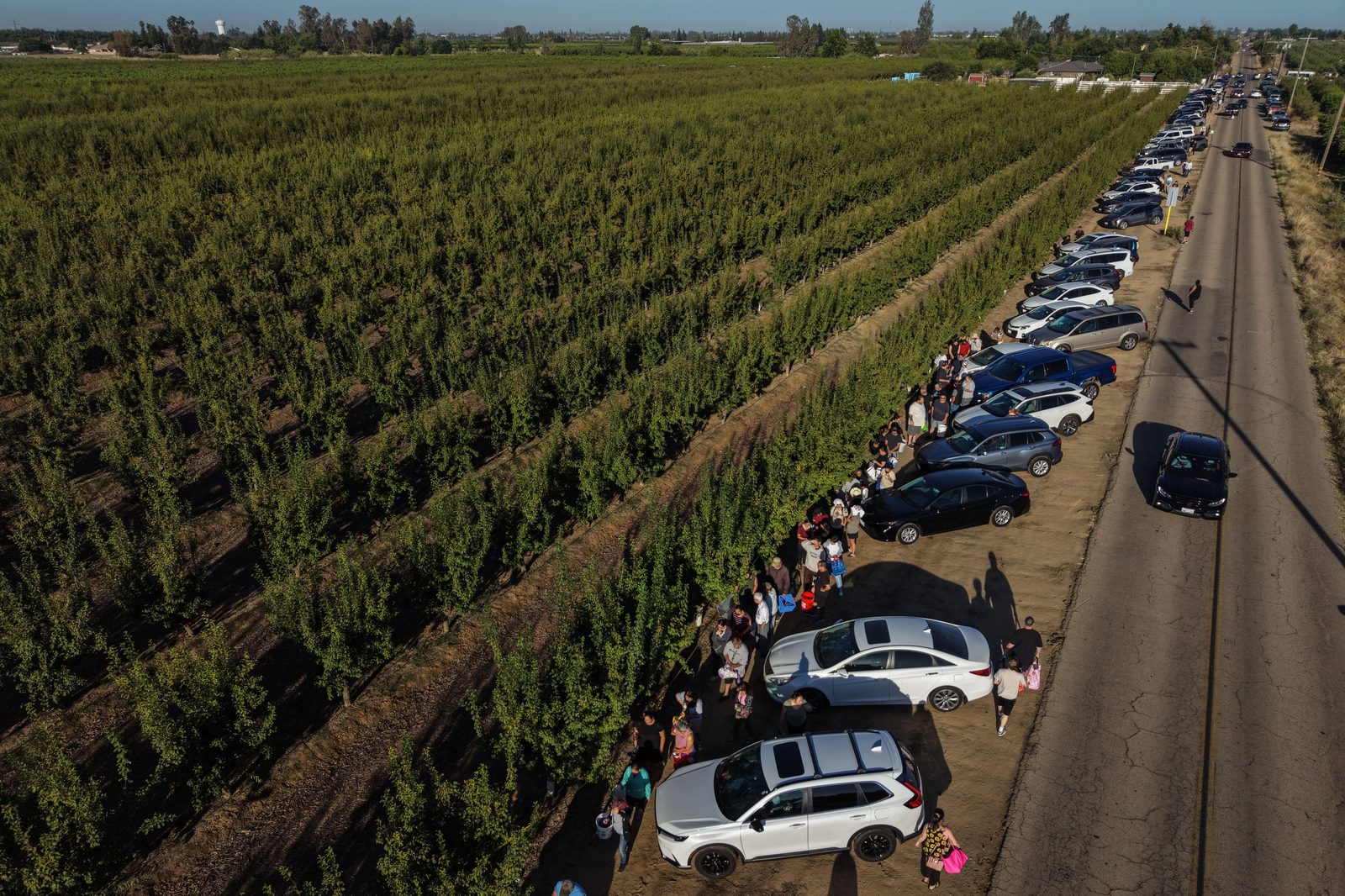 People lining up to collect free nectarines