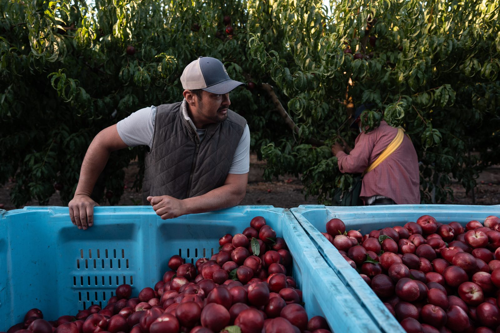 Mora standing beside crates of nectarines