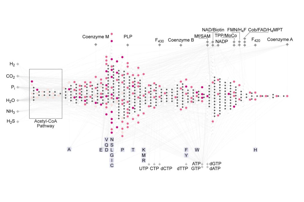 Reconstructed early metabolic network map filled with dense nodes and interconnected lines