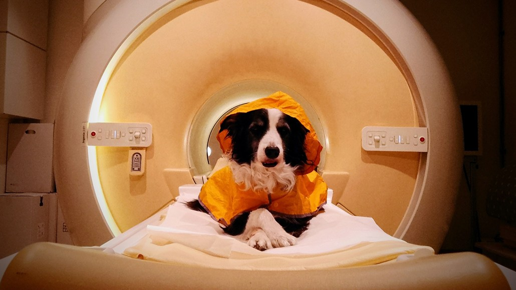 Kun-Kun inside the MRI scanner