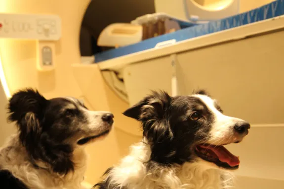 Two Border Collies awaiting the experiment