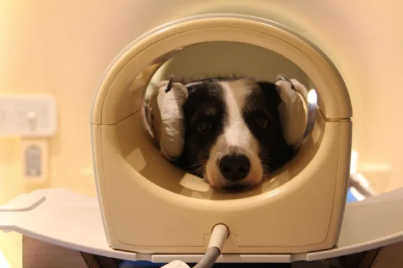 Wearing earmuffs, preparing for scanning