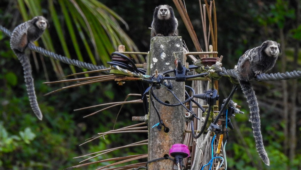 Ouistitis sur des câbles électriques dans une ville brésilienne
