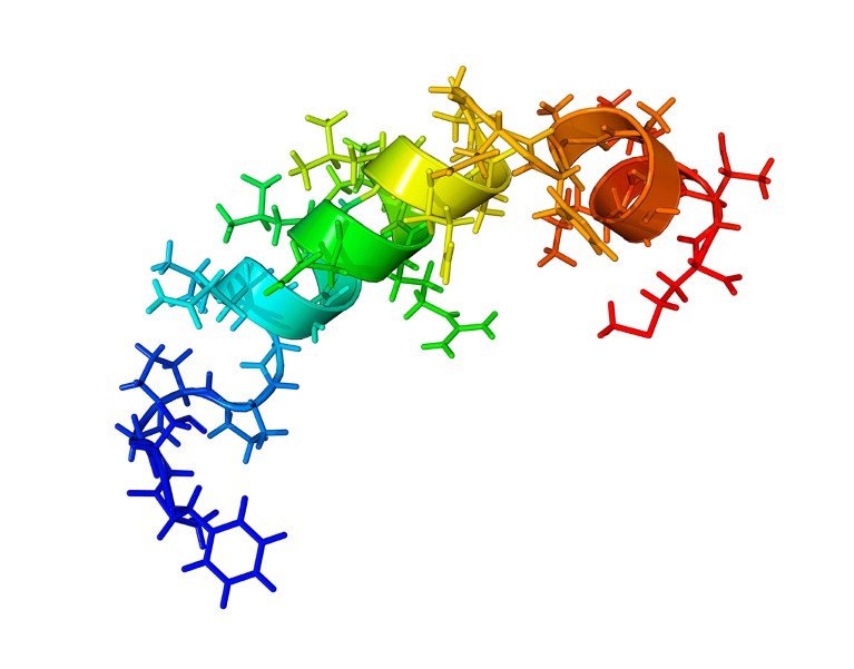 orexin-B 分子计算机模型