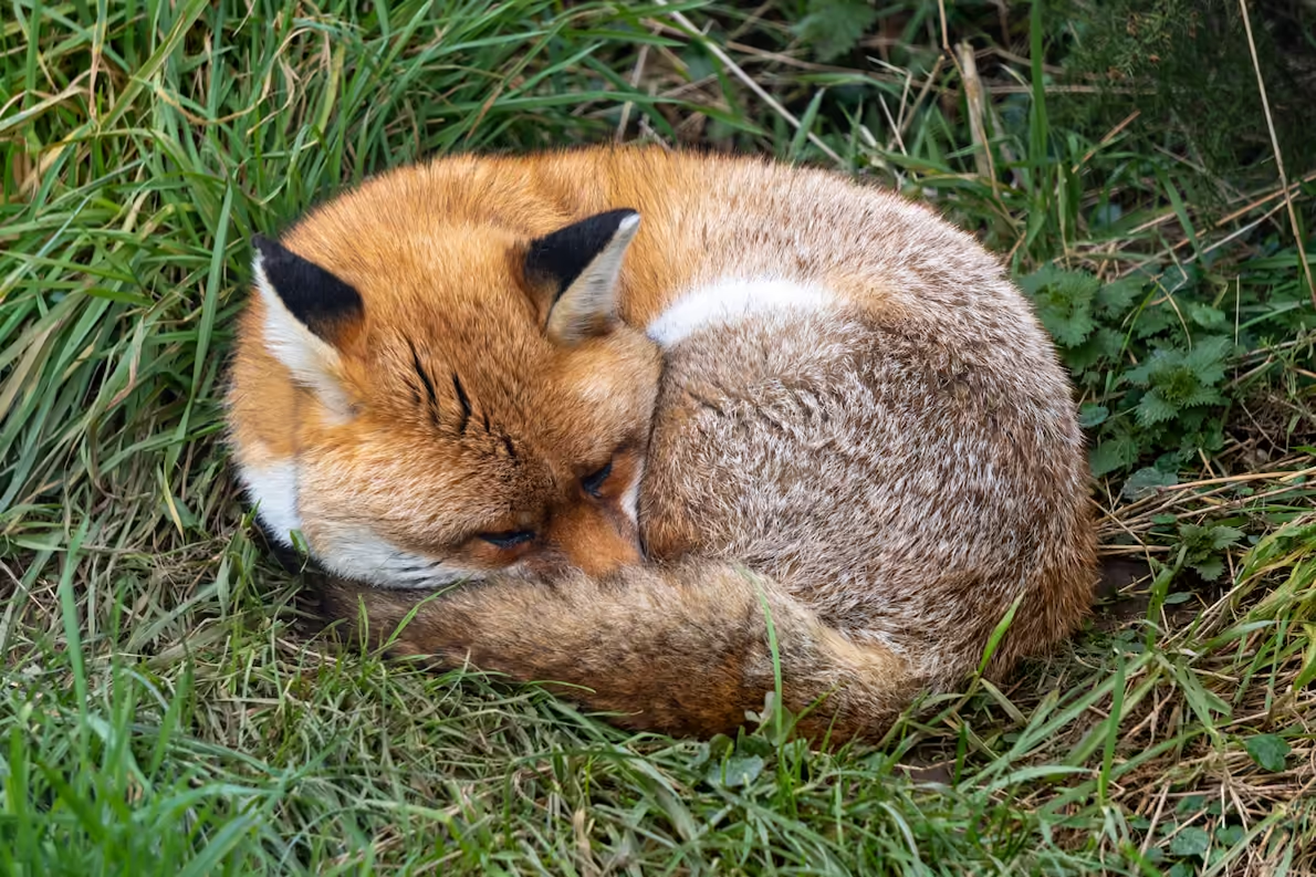 JPEG XL 完整画质显示