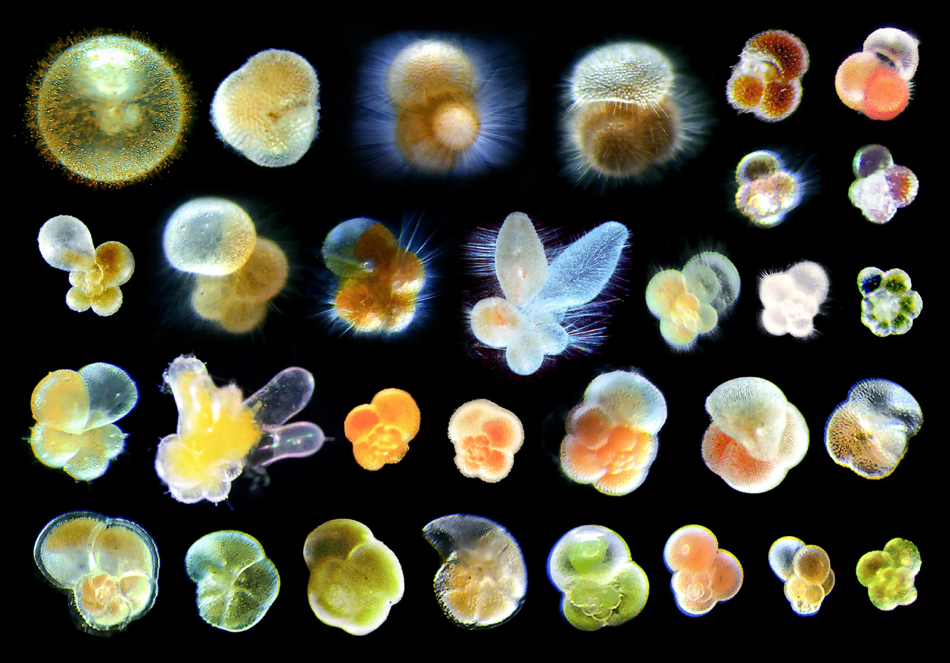 30 种现生有孔虫标本网格图