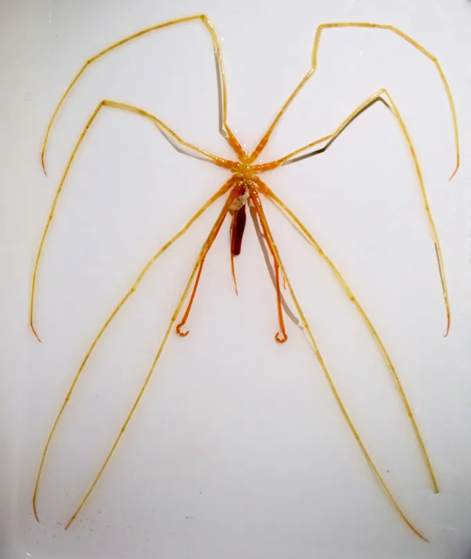 巨海蜘蛛 Colossendeis tasmanica