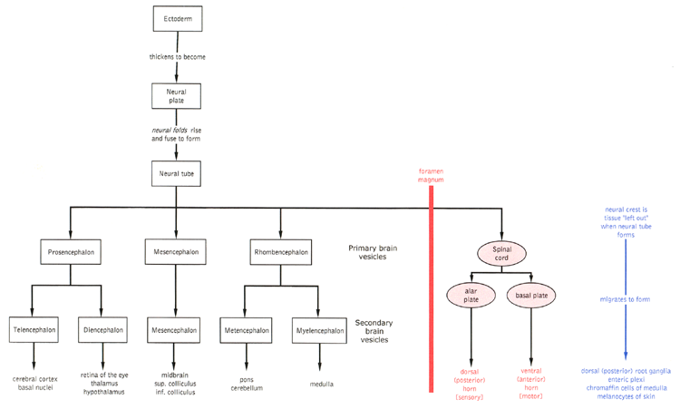 Nervous system development schematic