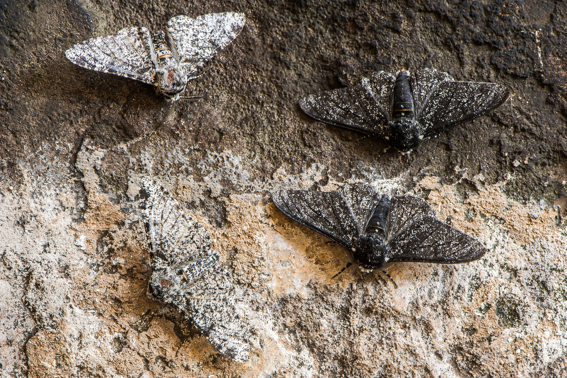 Light and dark peppered moths on tree bark