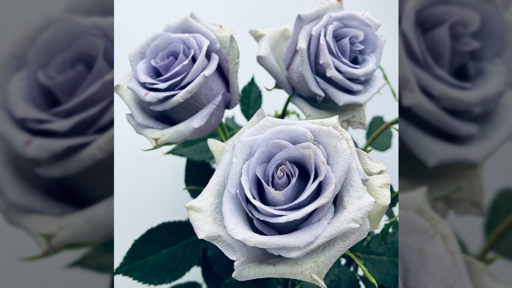 Close-up of violet-blue rose