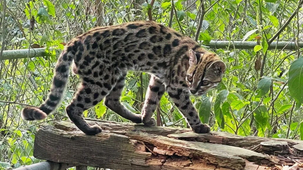 Close-up of the newly described species Leopardus tilcayo