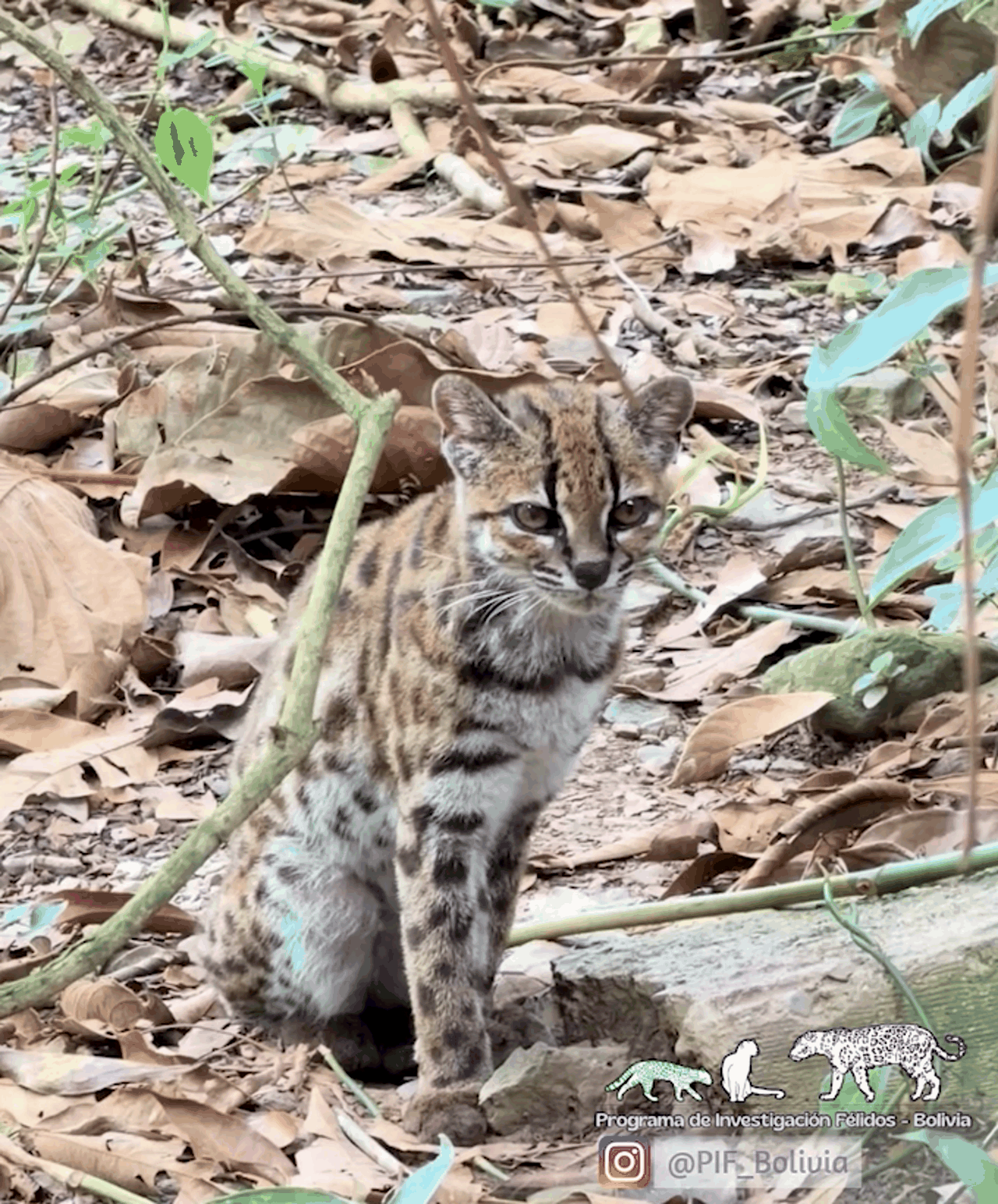 Tigrino, a male individual of the newly described species living in a Bolivian rescue center