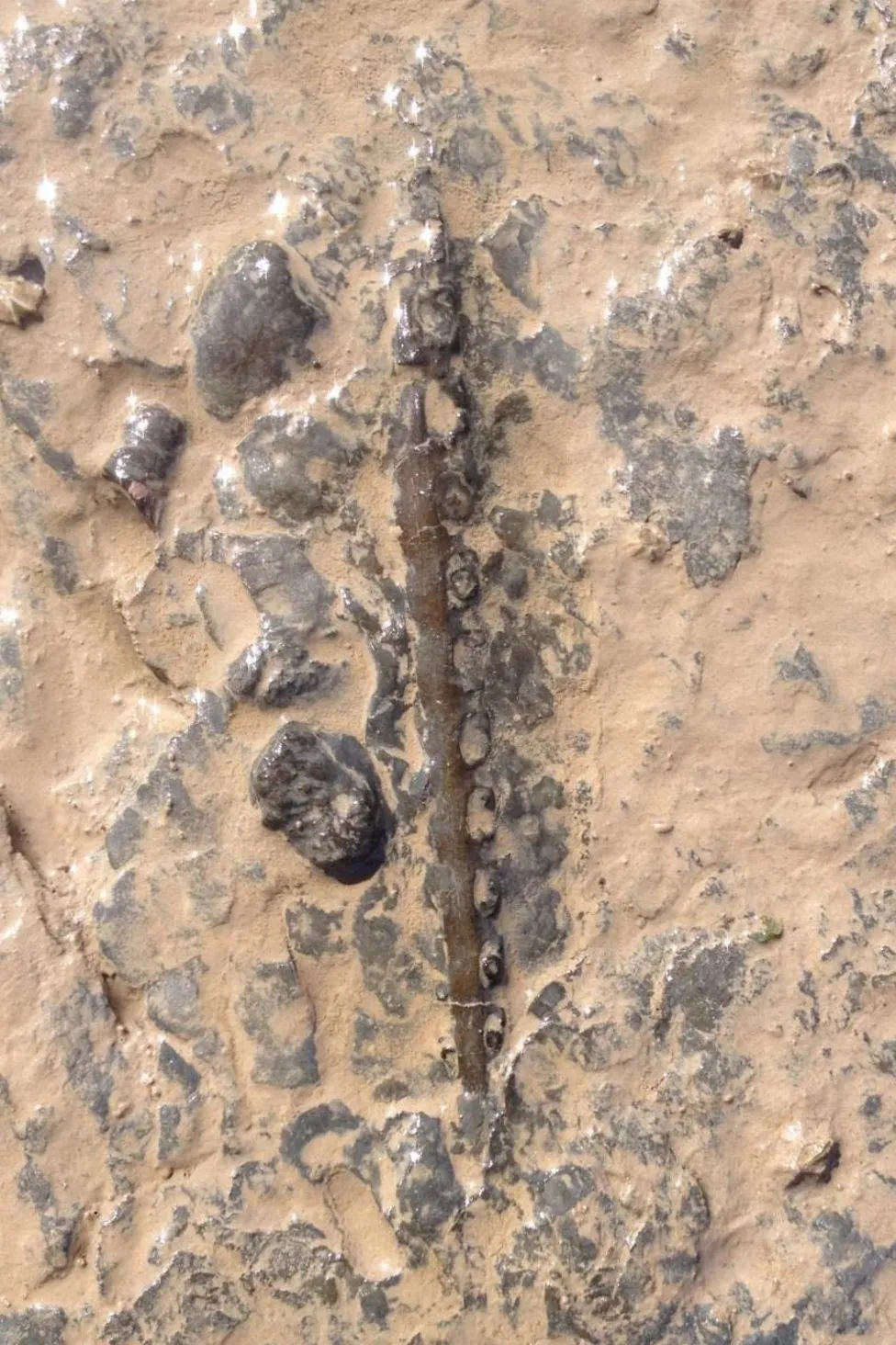 Fossil jaw embedded in beach rock