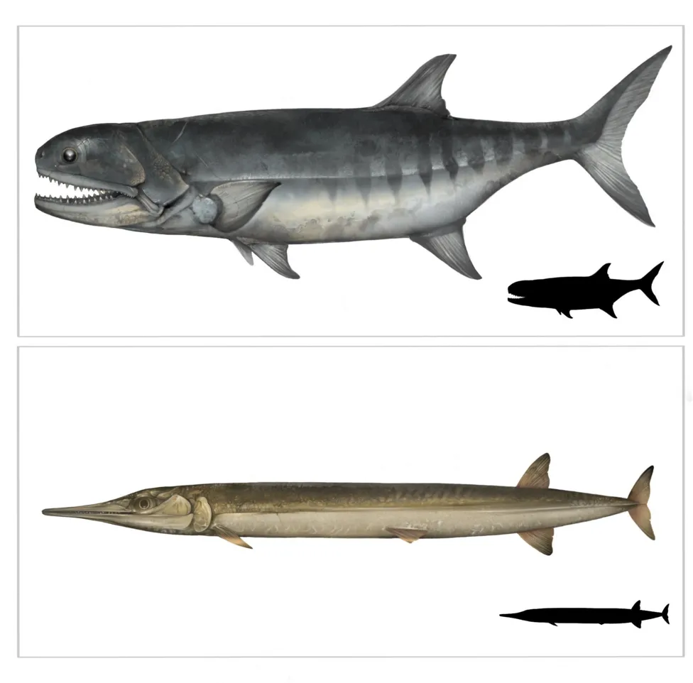 Reconstruction of Birgeria and Saurichthys