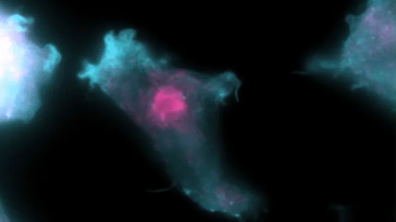 Amoebae exploring narrow microfluidic channels in the laboratory