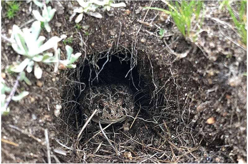 Un crapaud du Yosemite tapi dans son terrier souterrain