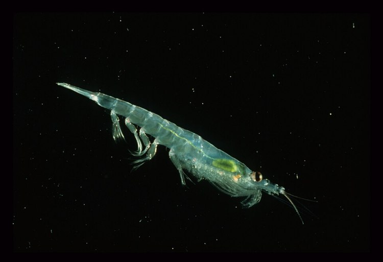 南极磷虾