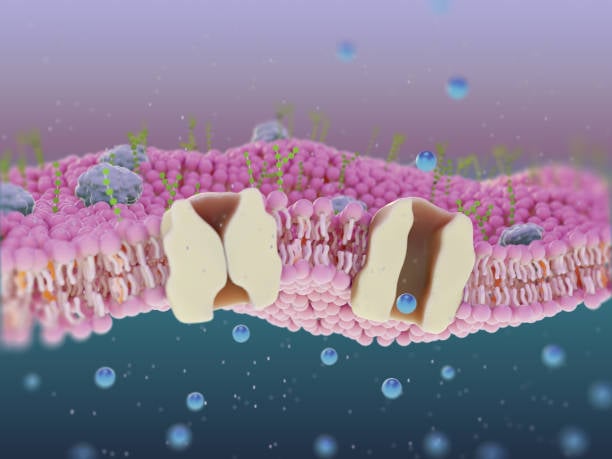 Schematic diagram of ion channel protein structures embedded in the cell membrane