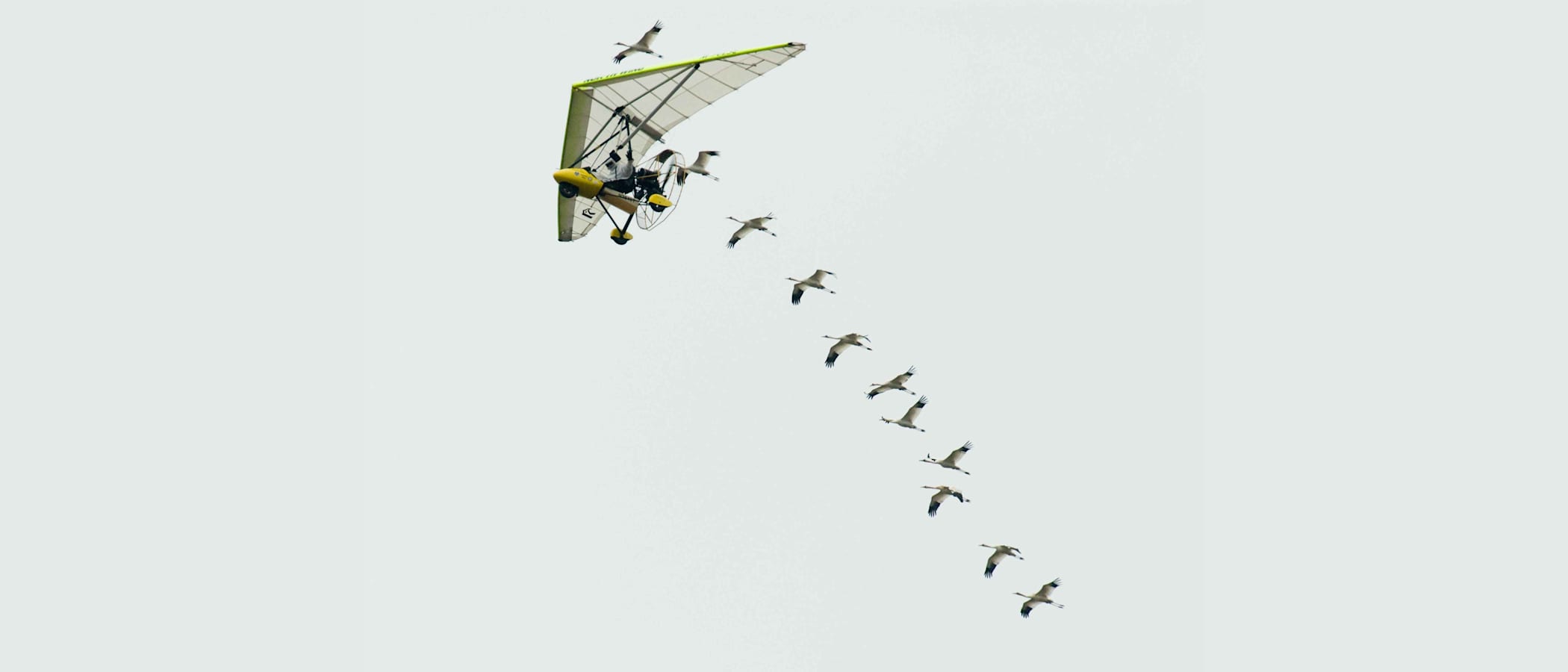 An ultralight aircraft guides juvenile whooping cranes in flight, piloted by a human in a full white suit to prevent imprinting