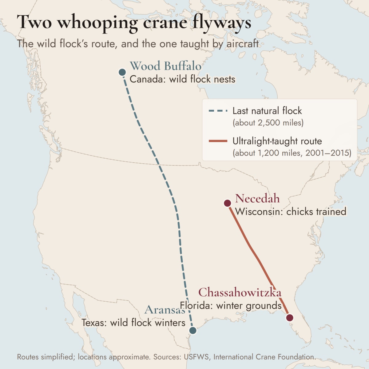 Comparison of North America's two whooping crane migration routes: natural Canada-to-Texas route (~2,500 miles) vs ultralight-led eastern route (~1,200 miles)