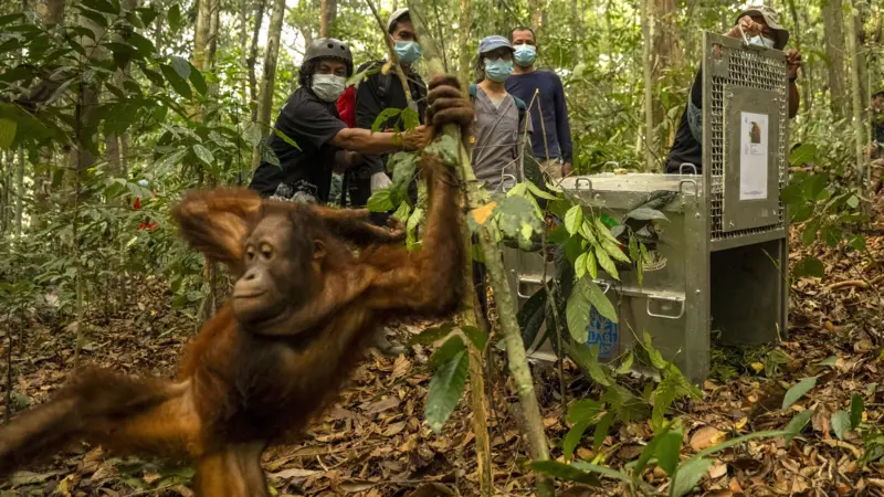 A juvenile orangutan swings up a tree trunk after being released from a transport cage, watched by rescuers.