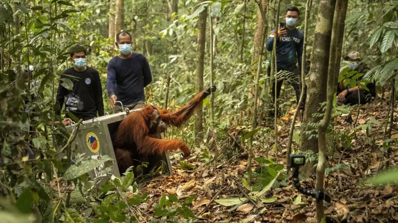 An older orangutan climbs out of a transport crate onto a tree trunk as masked rescuers observe from a distance.
