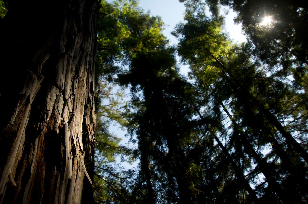 Sunlight filtering through the canopy of a California redwood forest