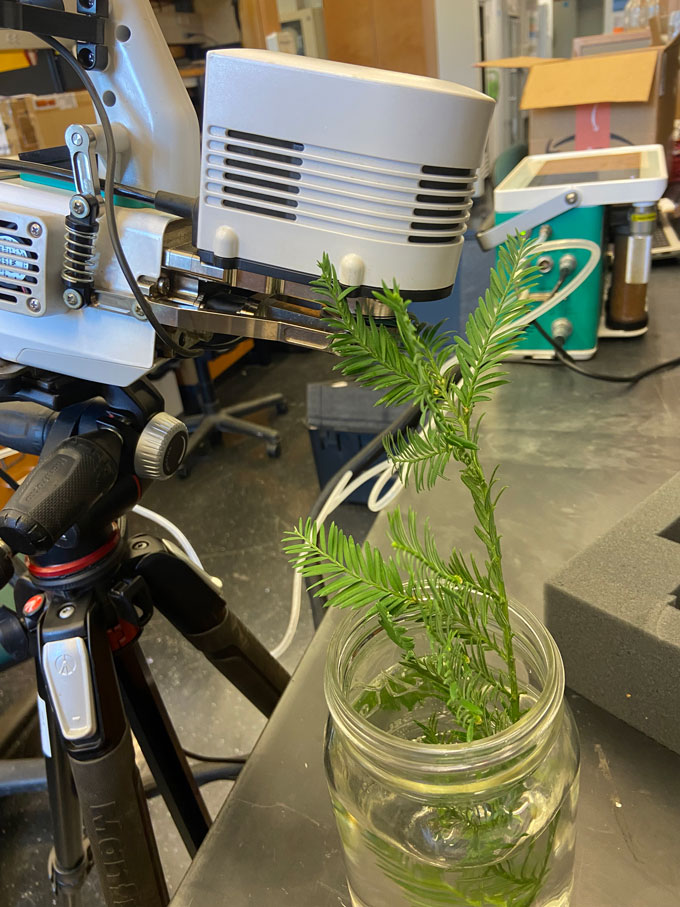Gas-exchange equipment clamped onto redwood foliage in the lab