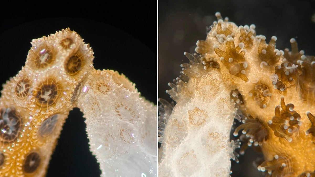 Composite microscopy showing algal symbiont transfer from healthy to bleached coral