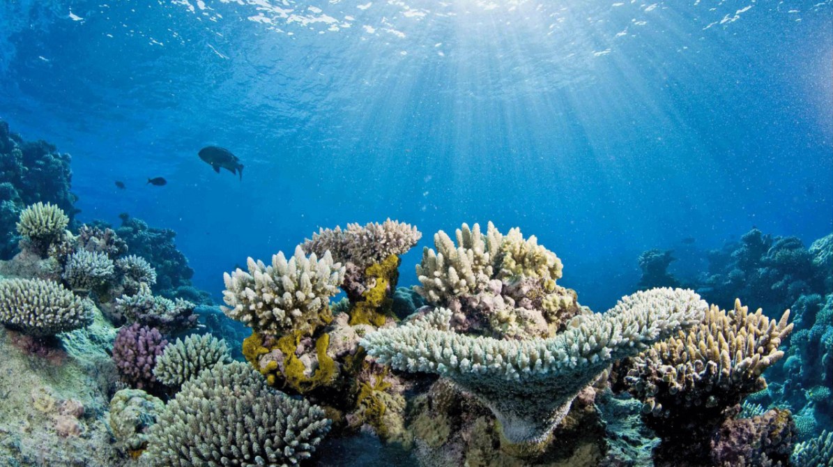 Bleached brain and staghorn corals in the Florida Keys