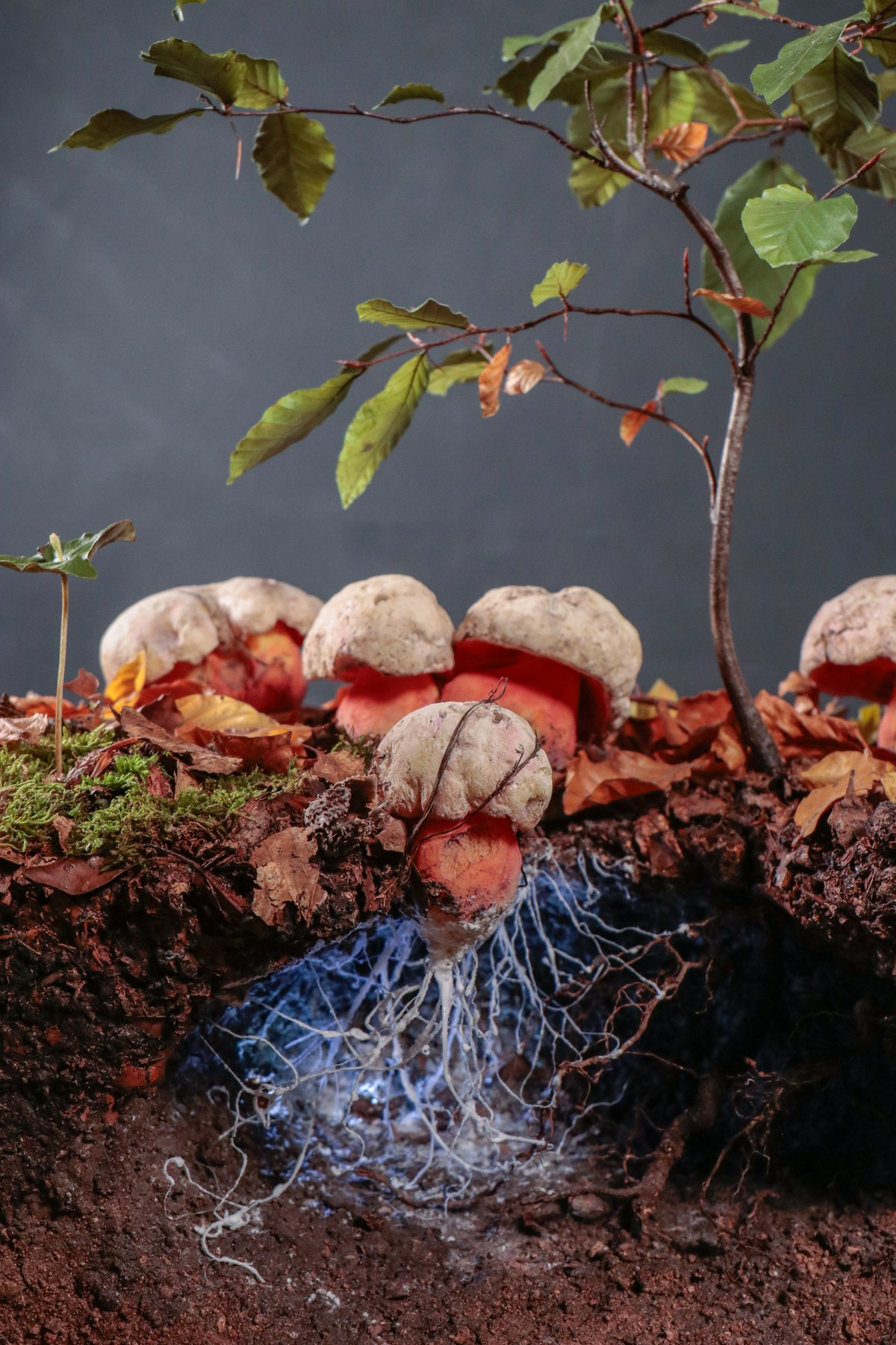 Fungal mycelium under leaf litter