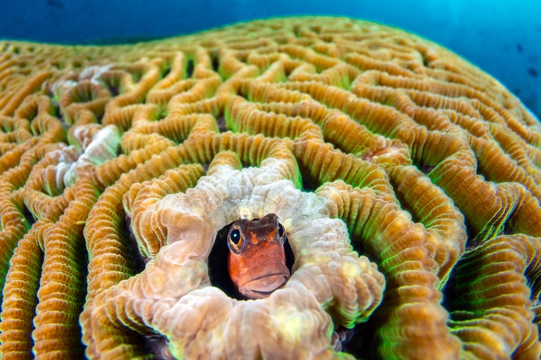 Bleached brain coral with Barred blenny