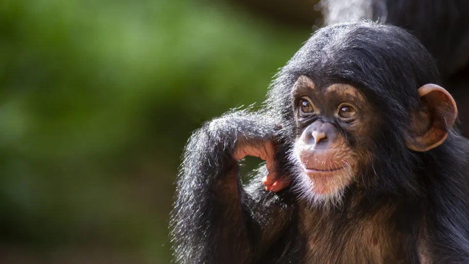 Chimpanzee