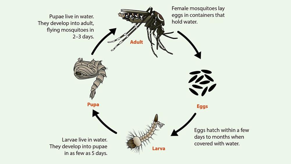 Life cycle of Aedes mosquitoes