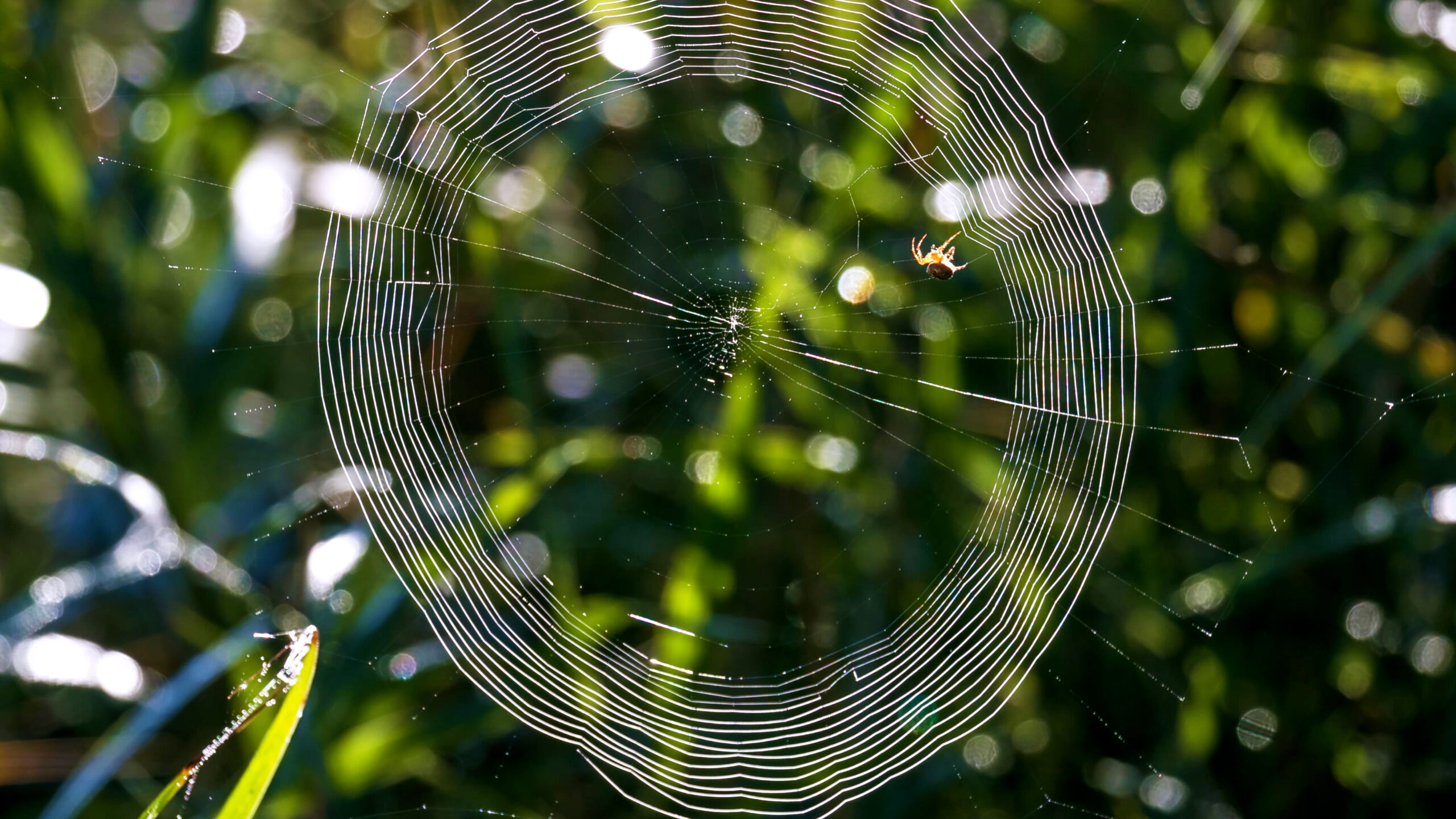 Orb-weaver spider spinning a web