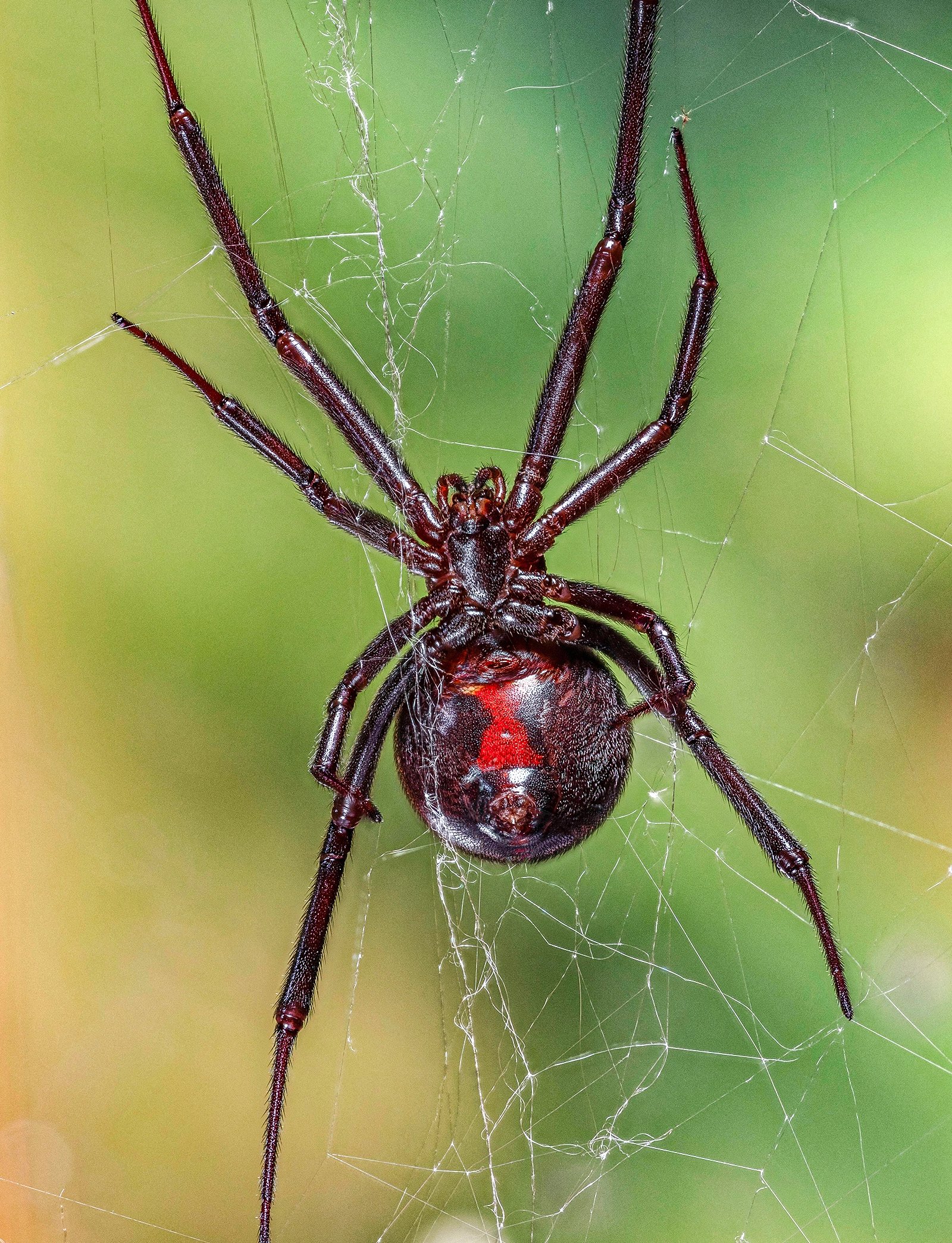 Female black widow used for silk milking experiments