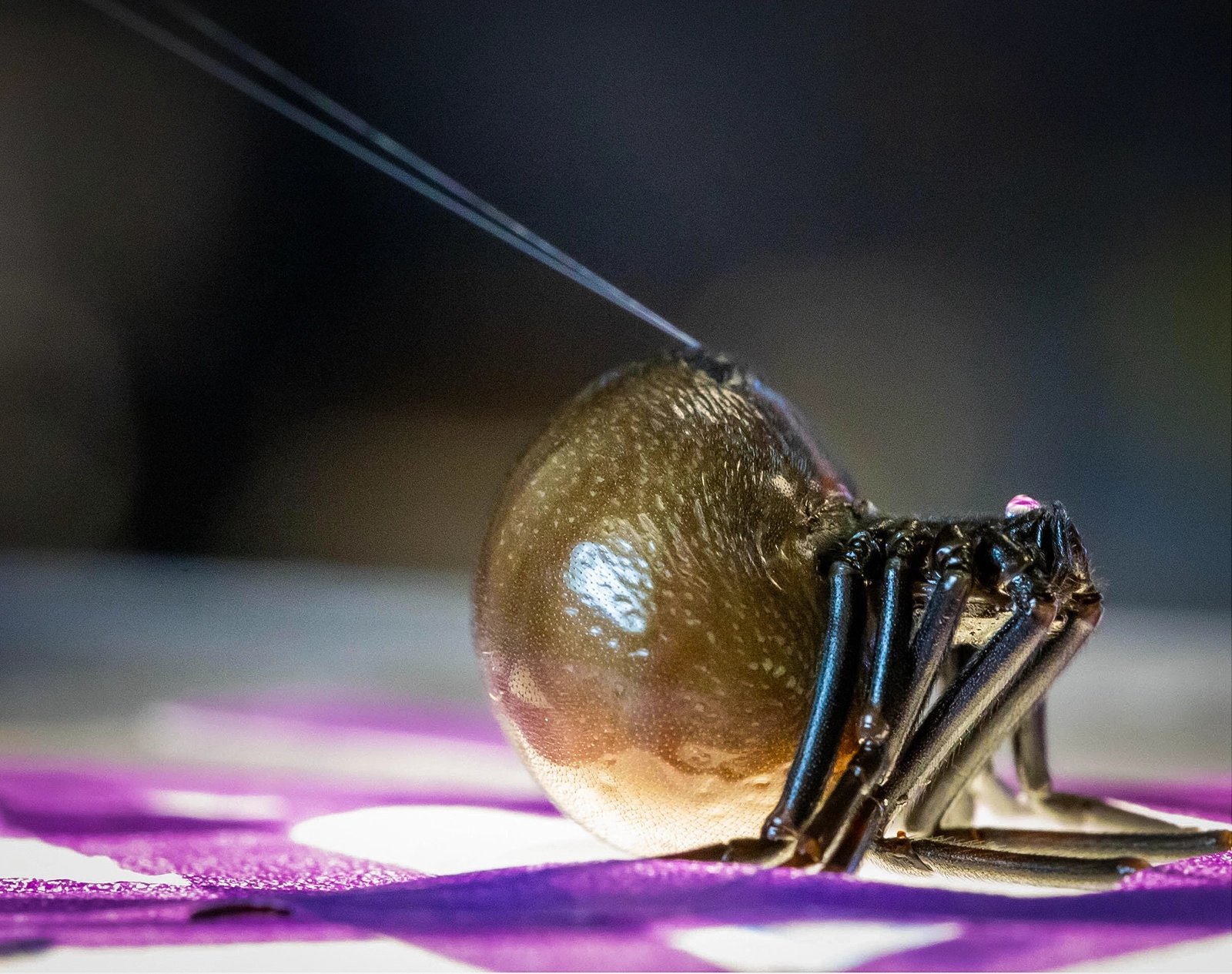 Researchers milking dragline silk from an anesthetized black widow